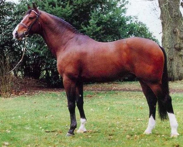 stallion Adios (Dutch Warmblood, 1982, from Legaat)