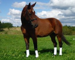 broodmare Inka (Bavarian, 1990, from Rassenstein)