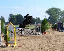 dressage horse Casino - Royal (Westphalian, 2007, from Contini)