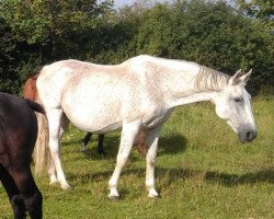 broodmare Kommandantin (Saxony-Anhaltiner, 1992, from Kolibri 2705)