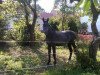 broodmare Kunigunde S (German Warmblood, 2011, from Quality Touch)