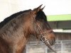 stallion Cachemir Rio (Pura Raza Espanola (PRE), 2007, from Jaranero LI)