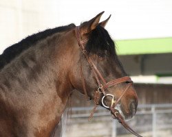 stallion Cachemir Rio (Pura Raza Espanola (PRE), 2007, from Jaranero LI)