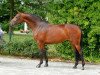 dressage horse Callas FH (Oldenburg, 2005, from Helenenhof's Carabas)