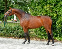 dressage horse Callas FH (Oldenburg, 2005, from Helenenhof's Carabas)