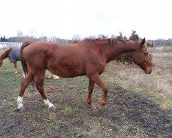 Zuchtstute Waikiki (Sachsen-Anhaltiner, 1998, von Wintertraum)