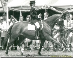 Zuchtstute Gudula S (KWPN (Niederländisches Warmblut), 1988, von Grosso Z)