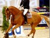 stallion Opan (KWPN (Royal Dutch Sporthorse), 1996, from Peter Pan)