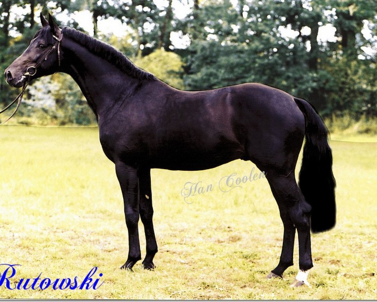 Deckhengst Rutowski (Westfale, 1995, von Rubinstein I)