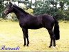 stallion Rutowski (Westphalian, 1995, from Rubinstein I)