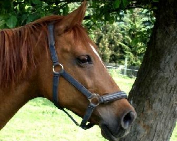 horse Dierah (Arab half breed / Partbred, 1995, from Ahmaan ox)