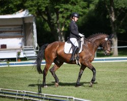 dressage horse Aquaboy (Rhinelander, 2000, from Aquilino)