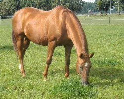 Zuchtstute Fabiola (Rheinländer, 1992, von Fabelhaft)