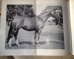 Zuchtstute Finale (Westfale, 1957, von Fabriano)