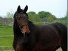 broodmare Russanoff (Rhinelander, 2004, from Rutowski)