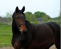 broodmare Russanoff (Rhinelander, 2004, from Rutowski)