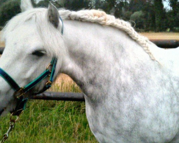 horse Bluewater Hilary (KWPN (Royal Dutch Sporthorse), 2003, from Wildhoeve Moonlight Ranger)