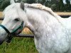 horse Bluewater Hilary (KWPN (Royal Dutch Sporthorse), 2003, from Wildhoeve Moonlight Ranger)