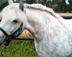 Dressurpferd Bluewater Hilary (KWPN (Niederländisches Warmblut), 2003, von Wildhoeve Moonlight Ranger)