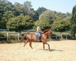 dressage horse Donna Cara (Brandenburger, 2007, from Samba Ole)