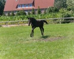 horse Donna Fawola (Oldenburger, 2012, from Lord Laurie)