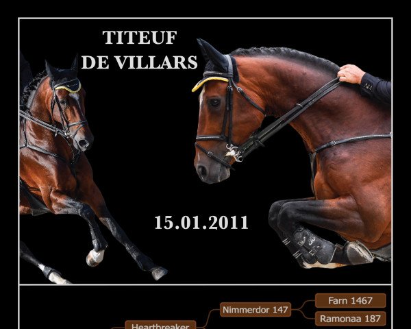 jumper Titeuf de Villars (Swiss Warmblood, 2011, from Toulon)