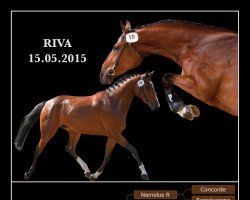 Zuchtstute Riva (Schweizer Warmblut, 2015, von N'Oubliez Jamais)