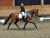 dressage horse Lexington 50 (Rhinelander, 2005, from Lord Loxley I)