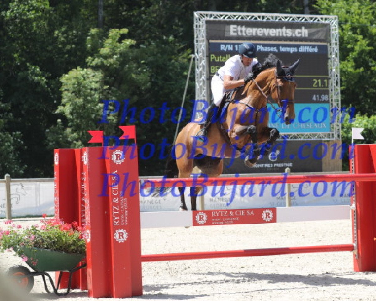 jumper Calva Chiva Z (Zangersheide riding horse, 2010, from Calvaro Z)