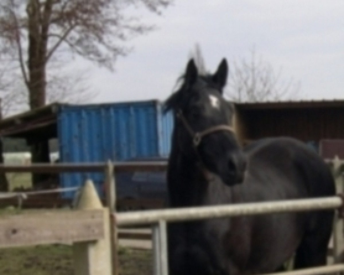 horse Donnadejavue (Oldenburg, 2009, from Canaster I)