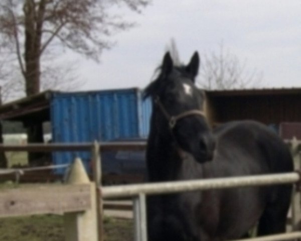 dressage horse Donnadejavue (Oldenburg, 2009, from Canaster I)