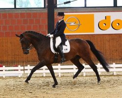 dressage horse Roman 165 (Rhinelander, 2001, from Rockwell)