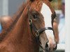 broodmare Lámirage (Oldenburg show jumper, 2009, from L'Ami)