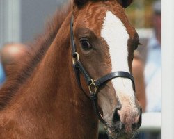 broodmare Lámirage (Oldenburg show jumper, 2009, from L'Ami)