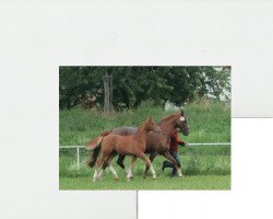 jumper Captain Chap (German Sport Horse, 2011, from Chap 47)