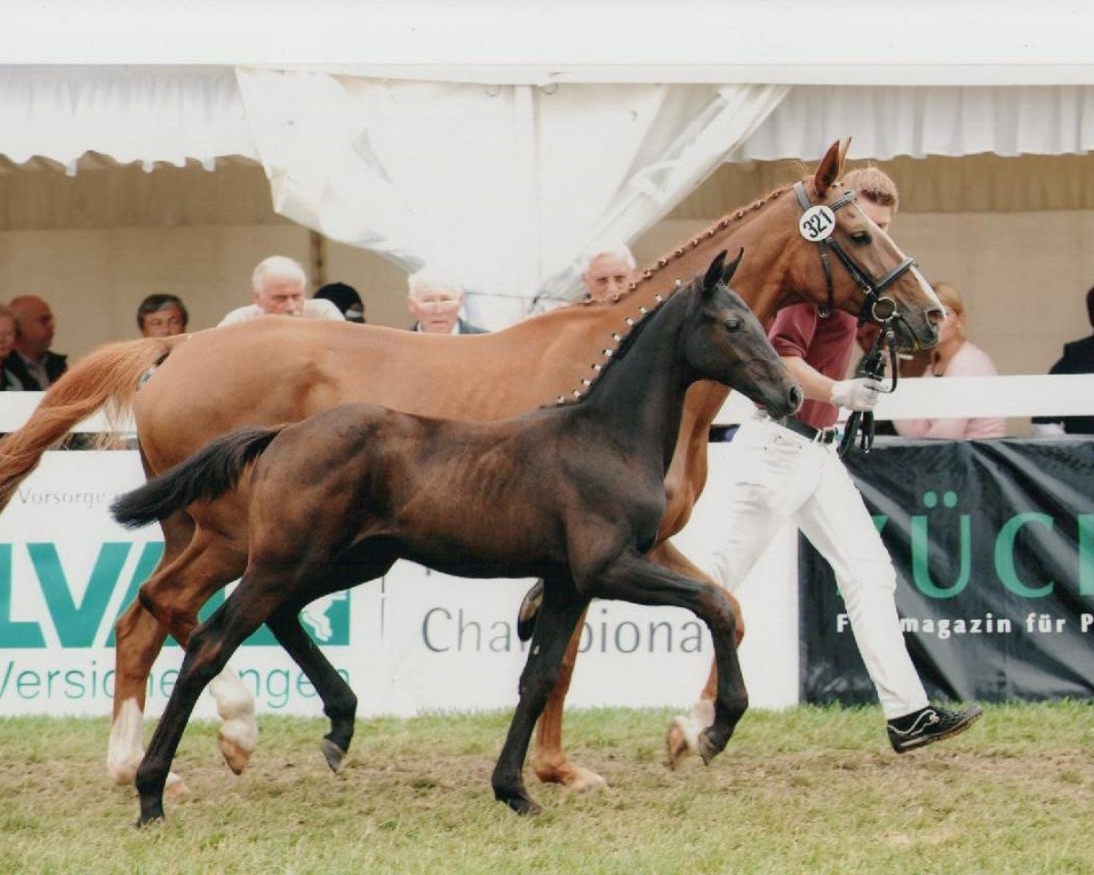 broodmare Gundra (Saxony-Anhaltiner, 1996, from Gaspari II)