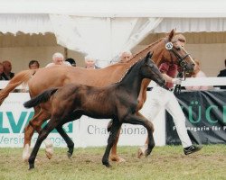 broodmare Gundra (Saxony-Anhaltiner, 1996, from Gaspari II)