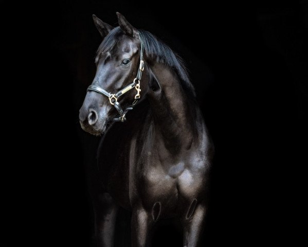 dressage horse Wonder Polarfee (Mecklenburg, 2017, from Wunderprinz)
