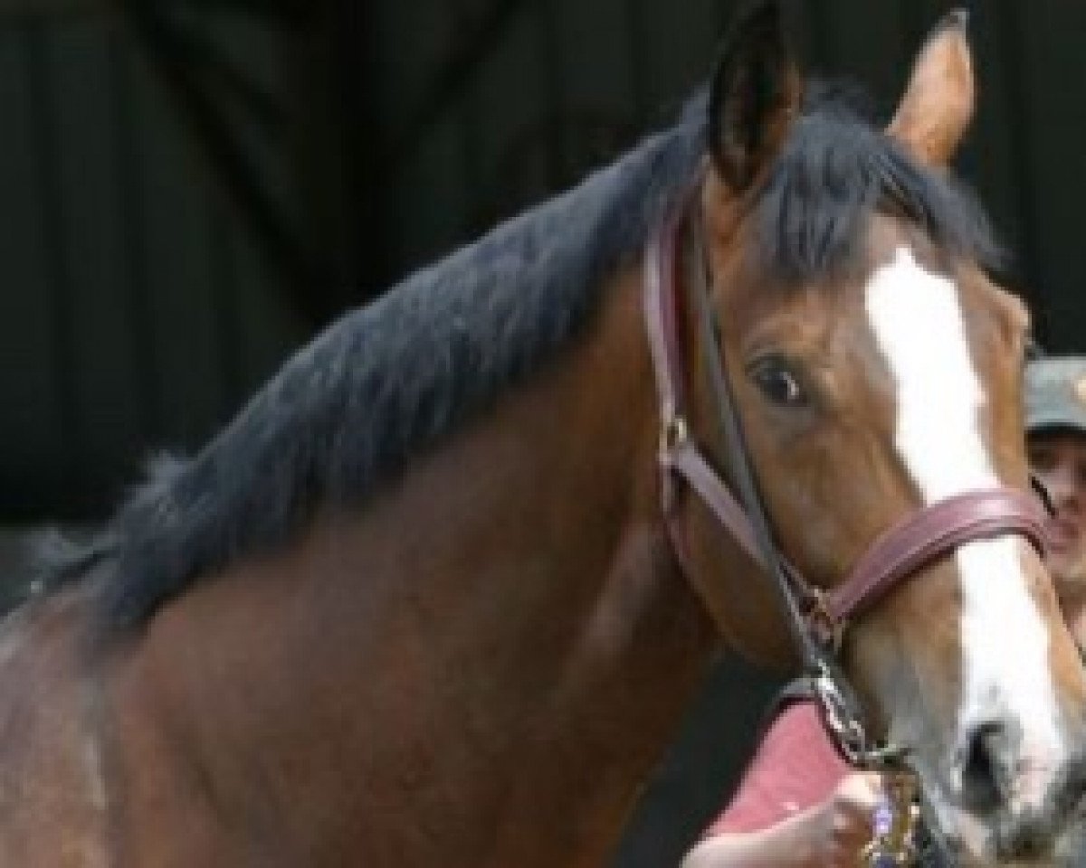 stallion Glory du Banco (Selle Français, 1994, from Le Tot de Semilly)