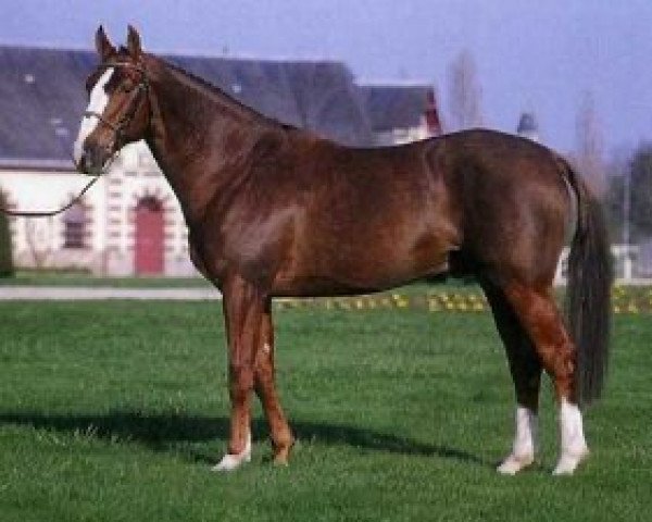 stallion Derby Rouge (Selle Français, 1991, from Papillon Rouge)