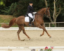 dressage horse Captain Franz (Westphalian, 2004, from Charming 8)