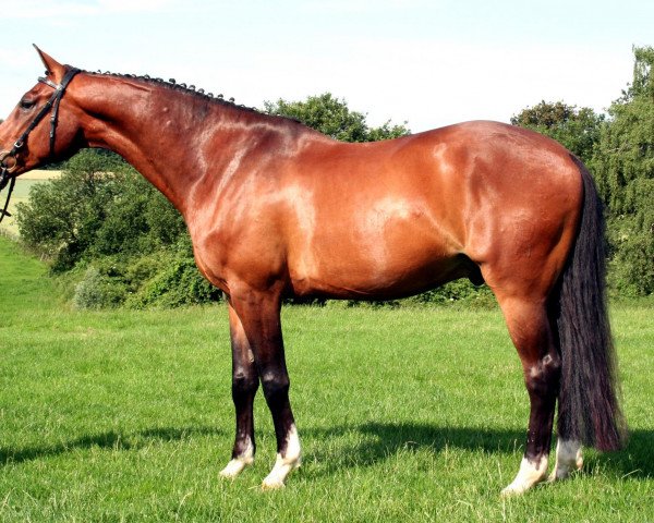 horse Lutz von Peckelsheim (Westphalian, 2004, from Lenardo)