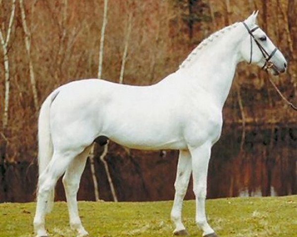stallion Roderik (Holsteiner, 1985, from Renomee)