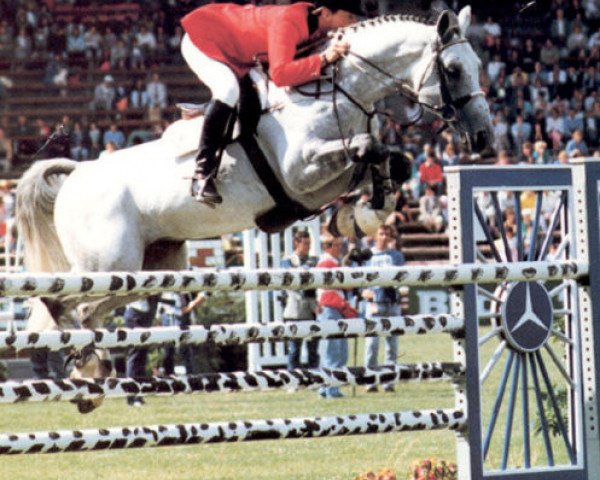 stallion Gotthardsen (Hanoverian, 1976, from Gotthard)