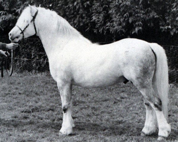 Deckhengst Revel Jeeves (Welsh Mountain Pony (Sek.A), 1972, von Bengad Parrotia)