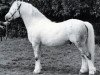 Deckhengst Revel Jeeves (Welsh Mountain Pony (Sek.A), 1972, von Bengad Parrotia)