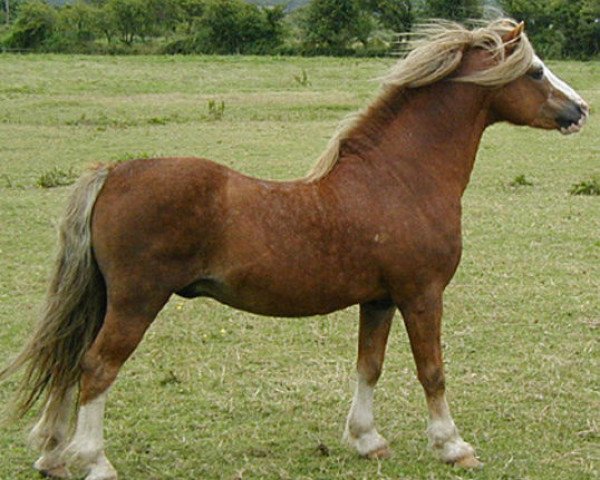 stallion Penual Mark (Welsh mountain pony (SEK.A), 1977, from Revel Jeeves)