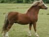stallion Penual Mark (Welsh mountain pony (SEK.A), 1977, from Revel Jeeves)