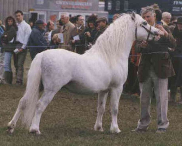 stallion Criccieth Arwr (Welsh mountain pony (SEK.A), 1990, from Penual Mark)