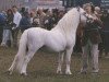 stallion Criccieth Arwr (Welsh mountain pony (SEK.A), 1990, from Penual Mark)